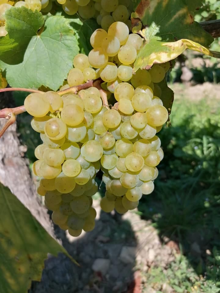 Domaine de Villemont - Raisin de Sauvignon Blanc