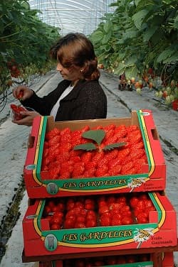 Fraises_2