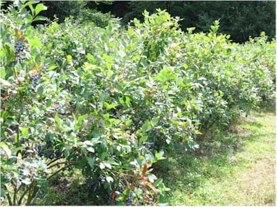 Ferme des Petits Fruits_3
