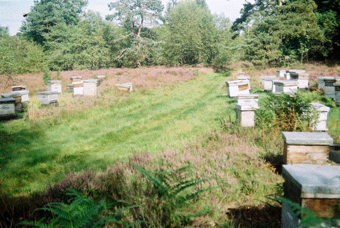 Le Rucher Sauvage_5