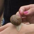L'Escargot Vigeoyeux_1