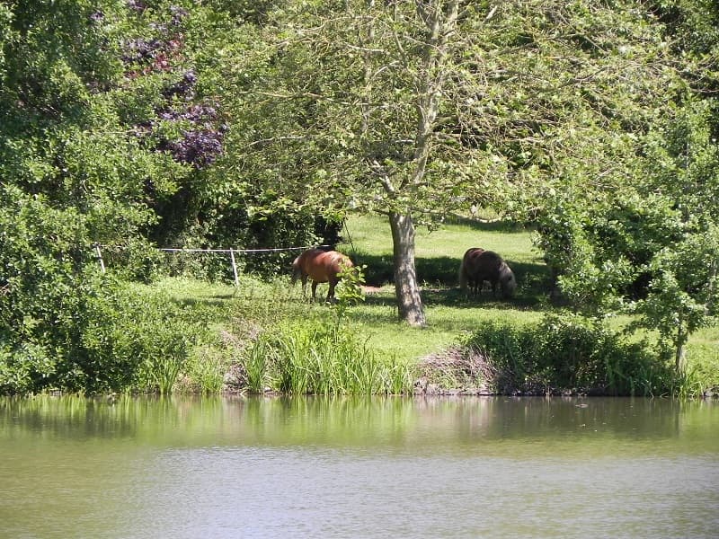 Poneys et ane