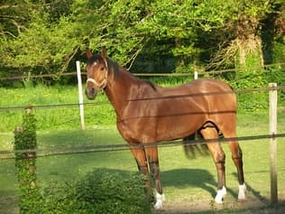 Les Écuries de Charçay_1