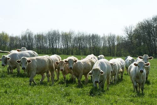 vaches_2
