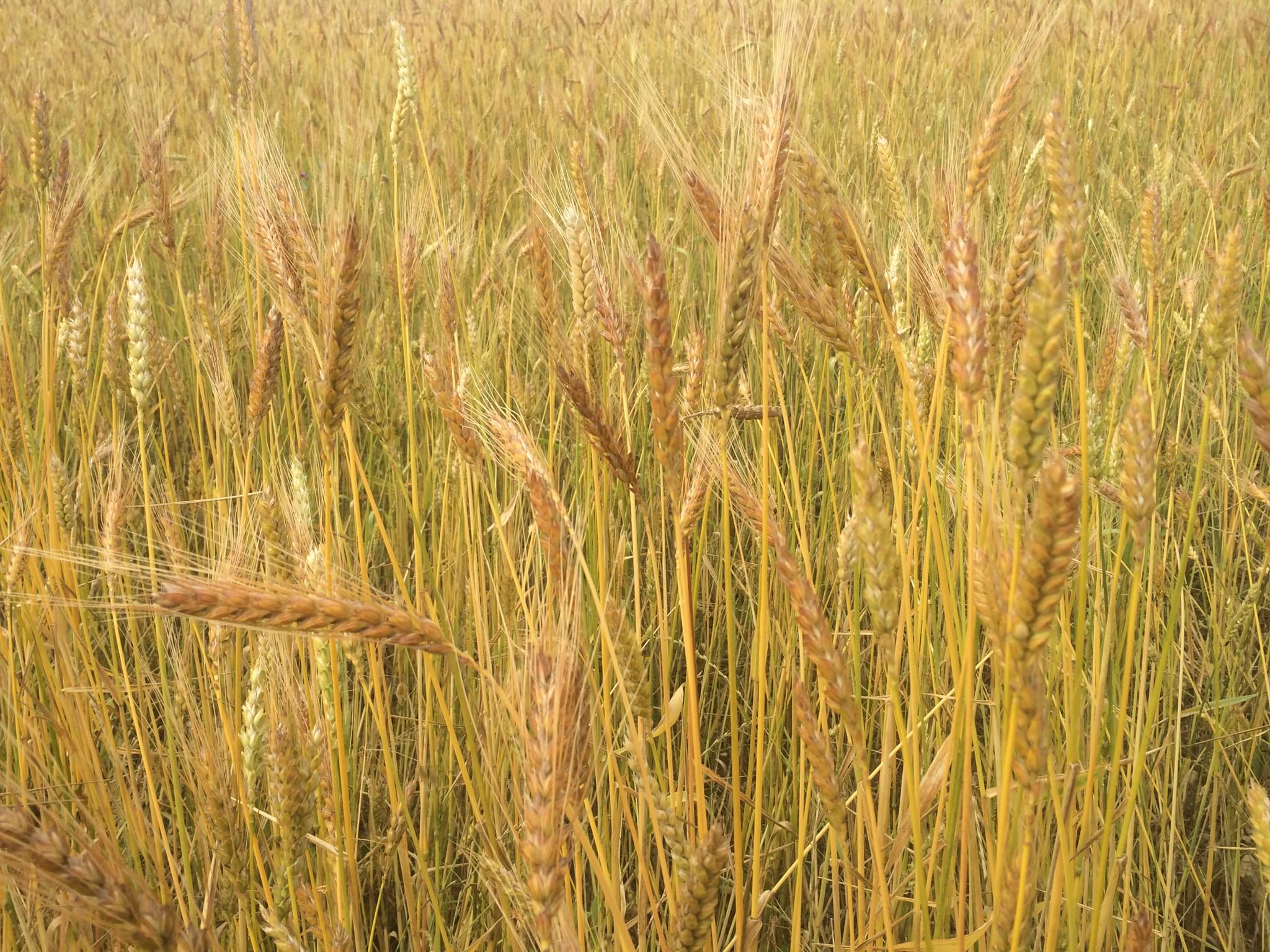 blés variétés anciennes population Les Herbes Folles 2021_20