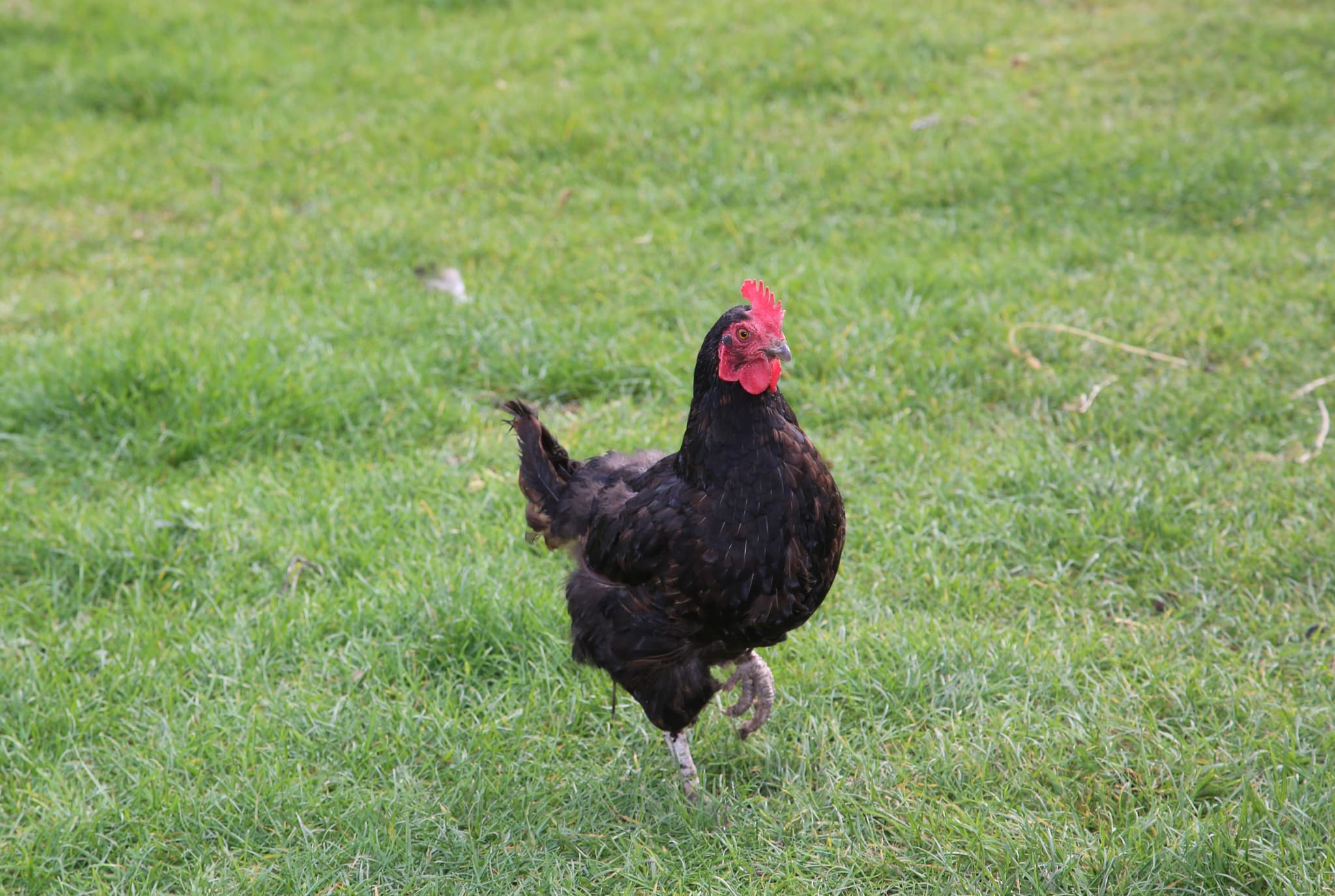 animaux_2