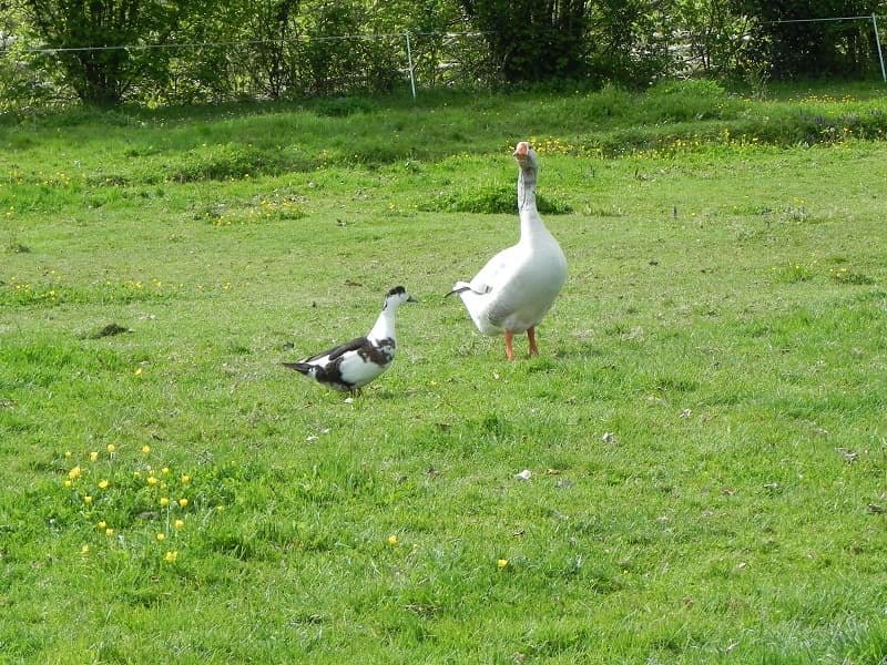 Oie et canard sauvage
