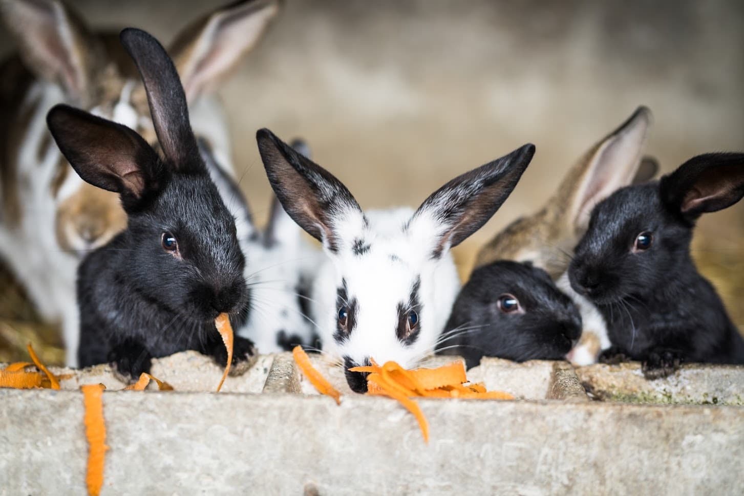 Lapins de la ferme