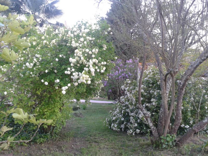 2Lilas et Viburnum