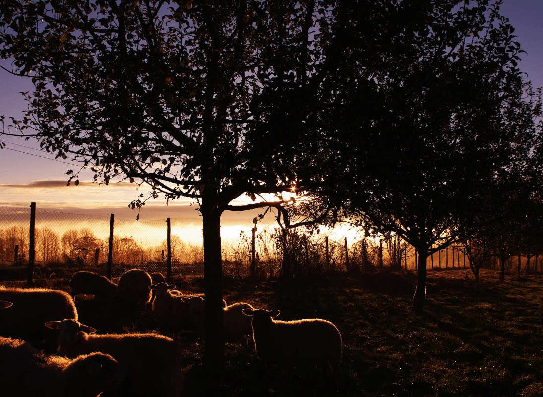 La ferme bio de Marie - Les Cars
