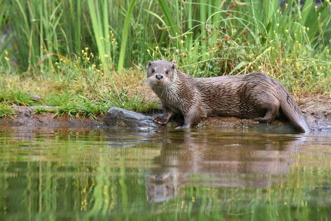 La loutre d'Europe, Zoodyssée, parc animalier à Villiers-en-Bois