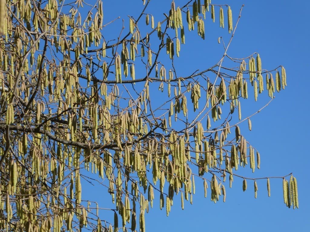 3-branche-bourgeons