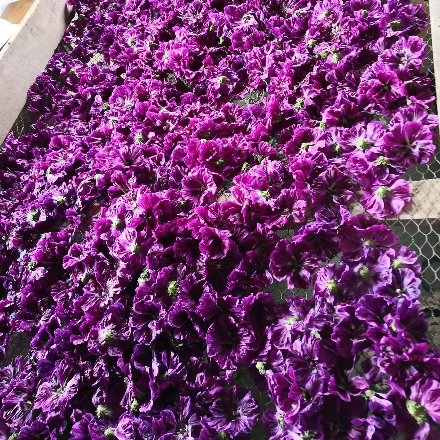 Les Pernelles Infusions
