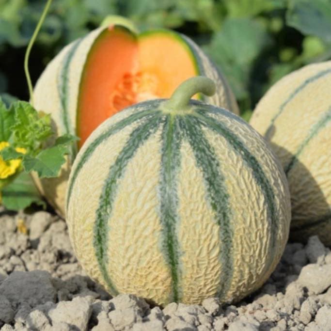 Melons