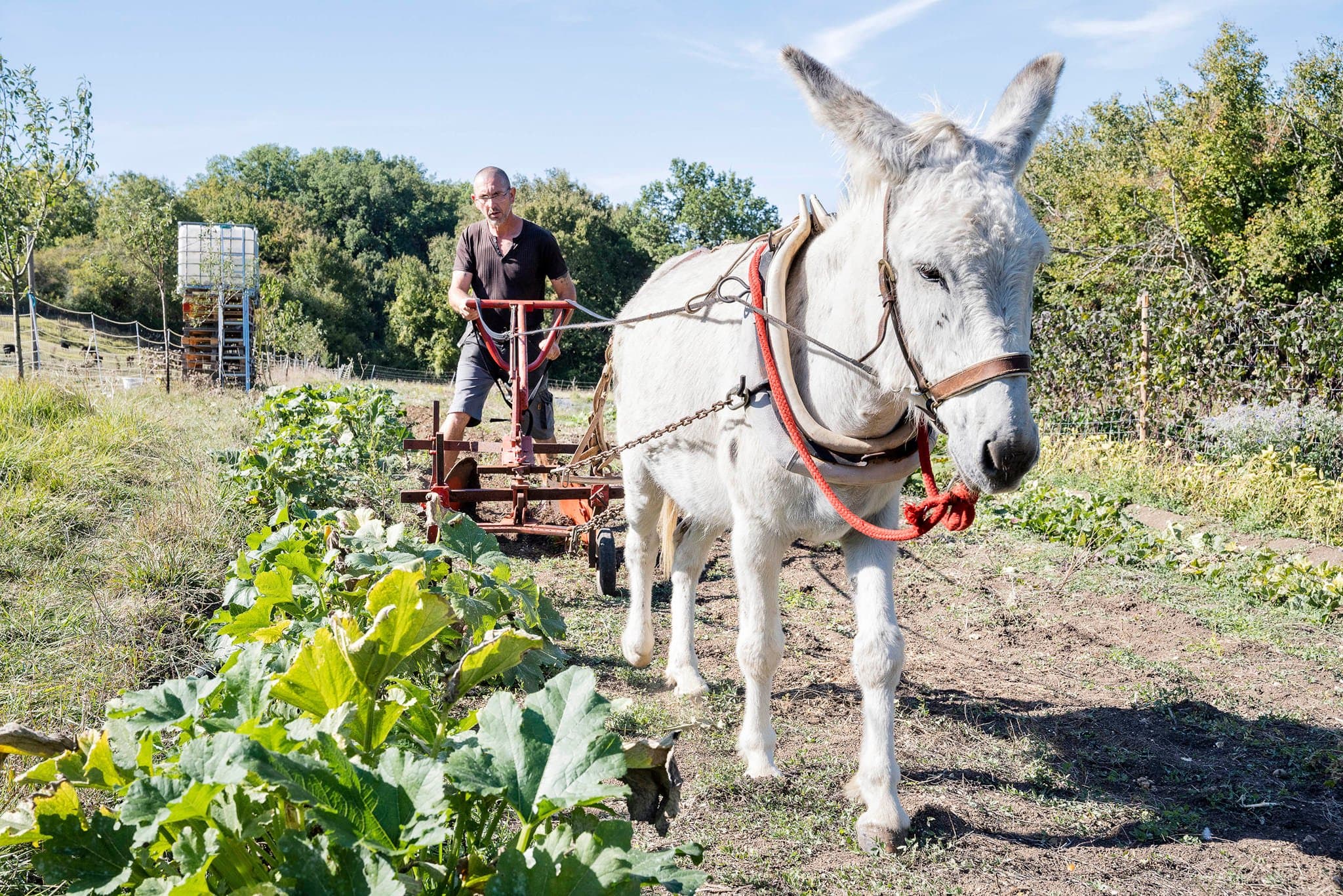 La p'tite ferme pays'âne