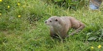 Vison d'Europe au Zoodyssée à Villiers-en-Bois