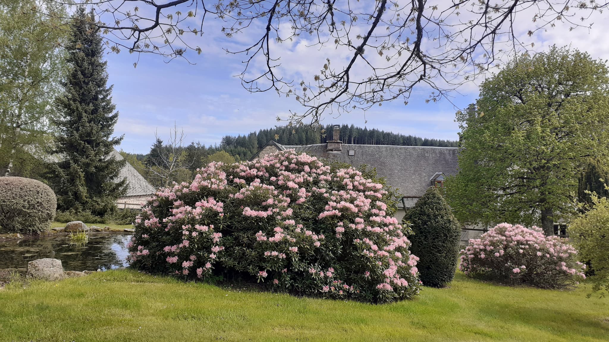 En fleurs au printemps