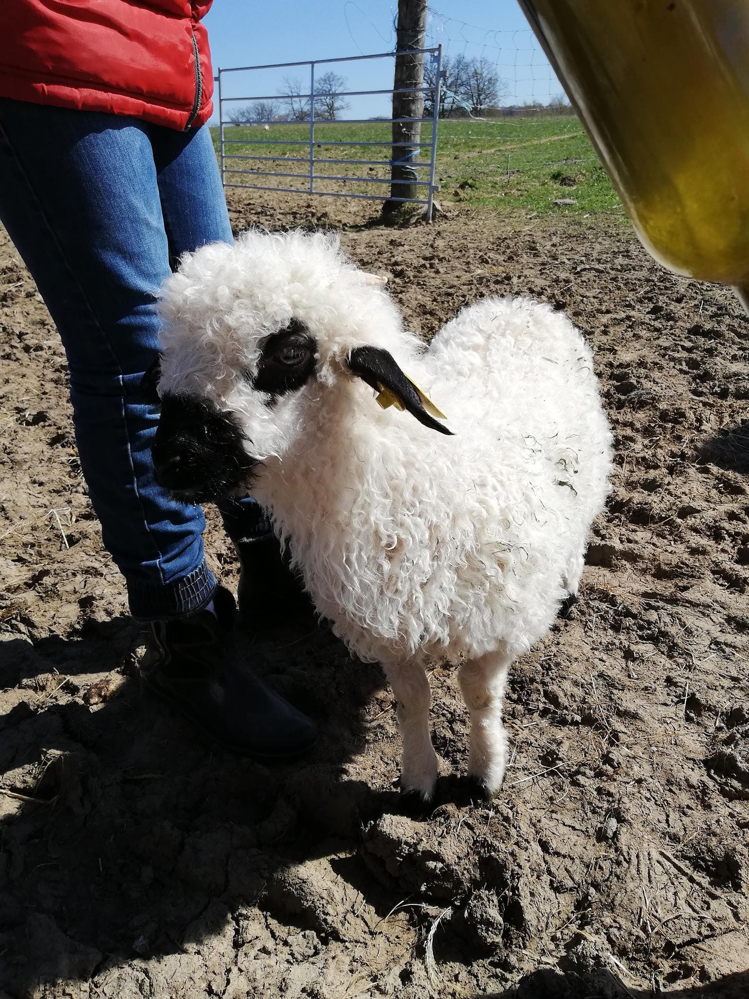 Animaux de la ferme