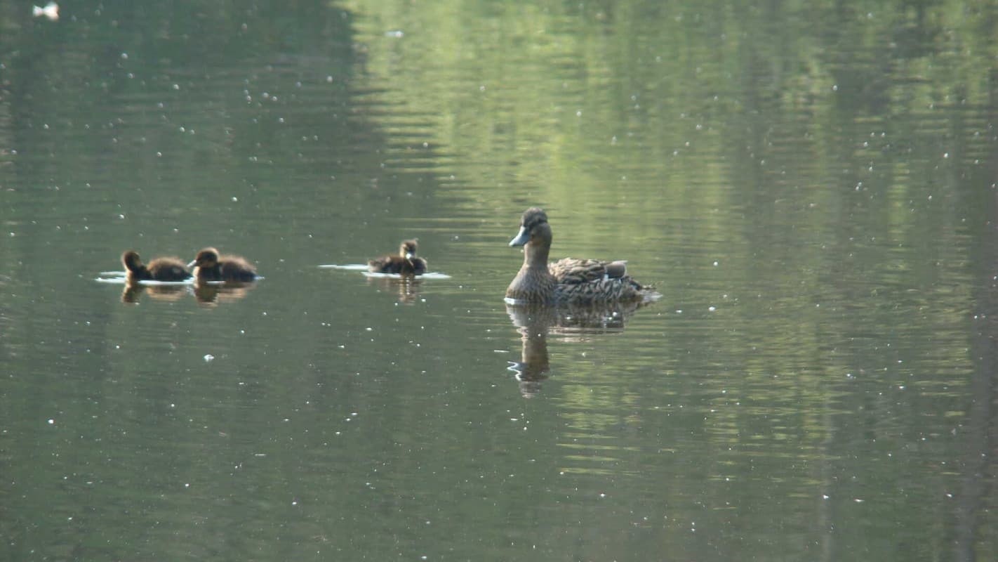 AU VIEUX CHÊNE AU CALME, AVEC ÉTANG DE PÊCHE