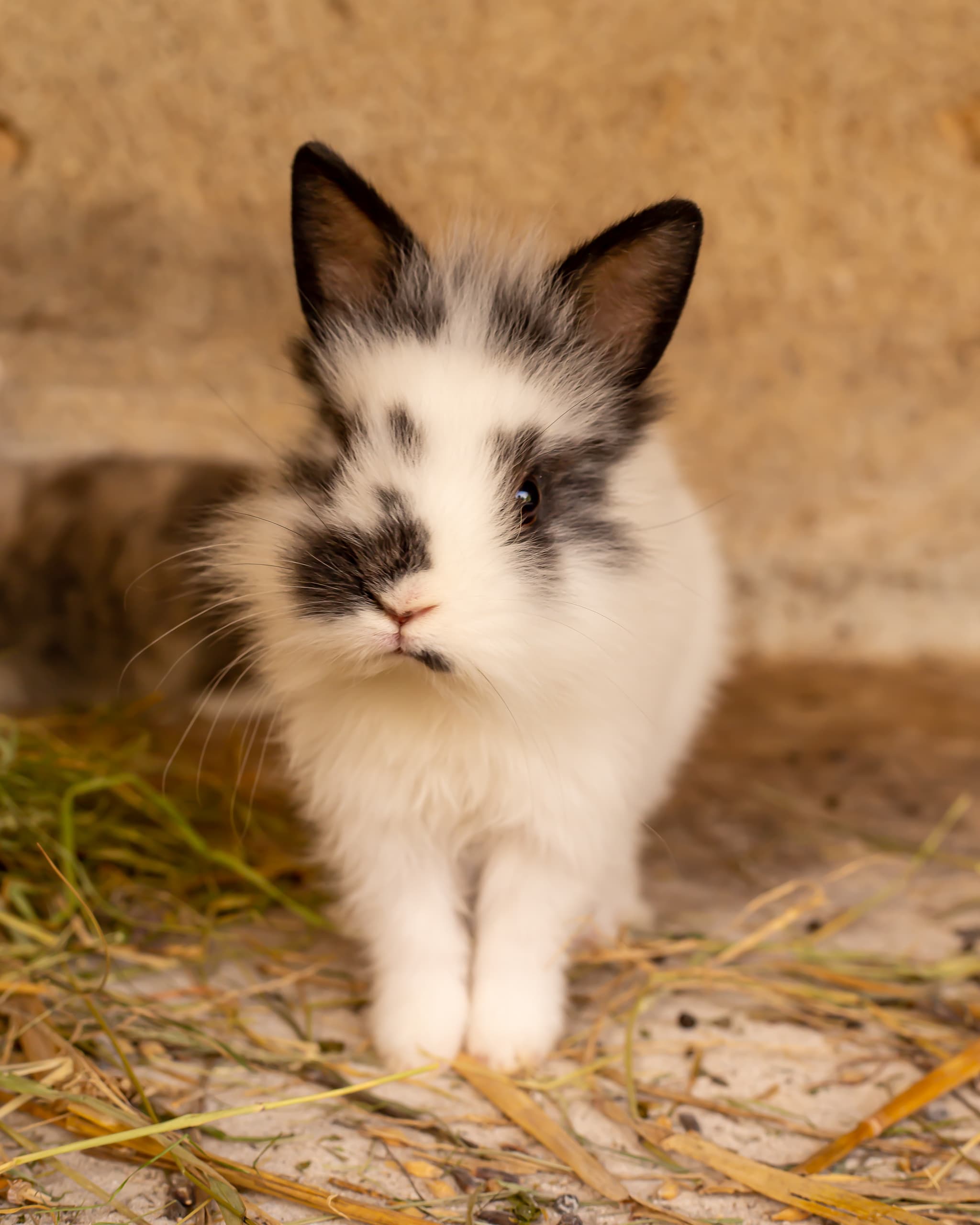 Lapin nain la ferme du petit âge