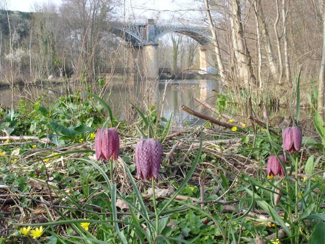 Le jardin en bord de Sèvre