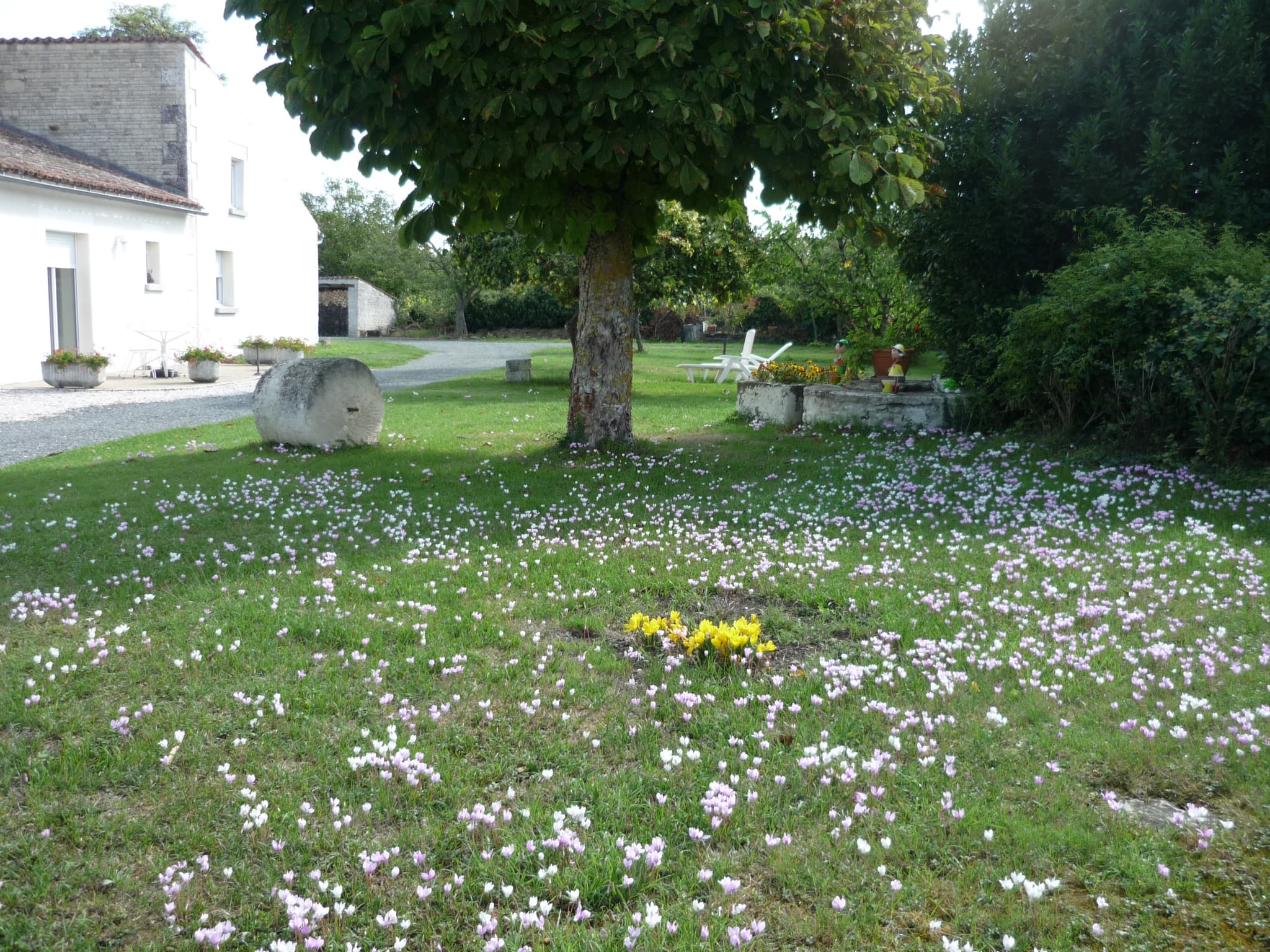 Le jardin