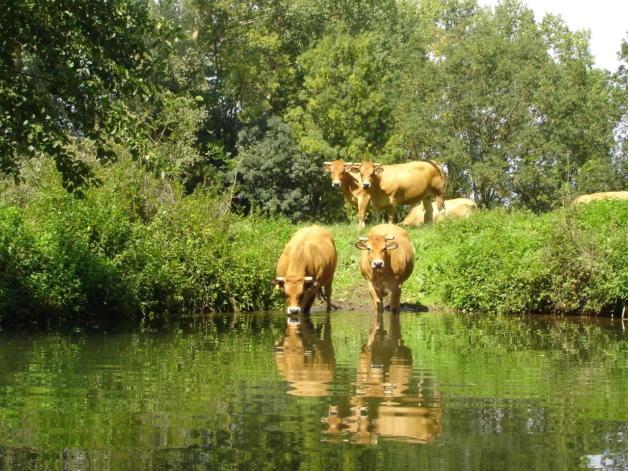 Des vaches s'abreuvant dans la Sèvre Niortaise