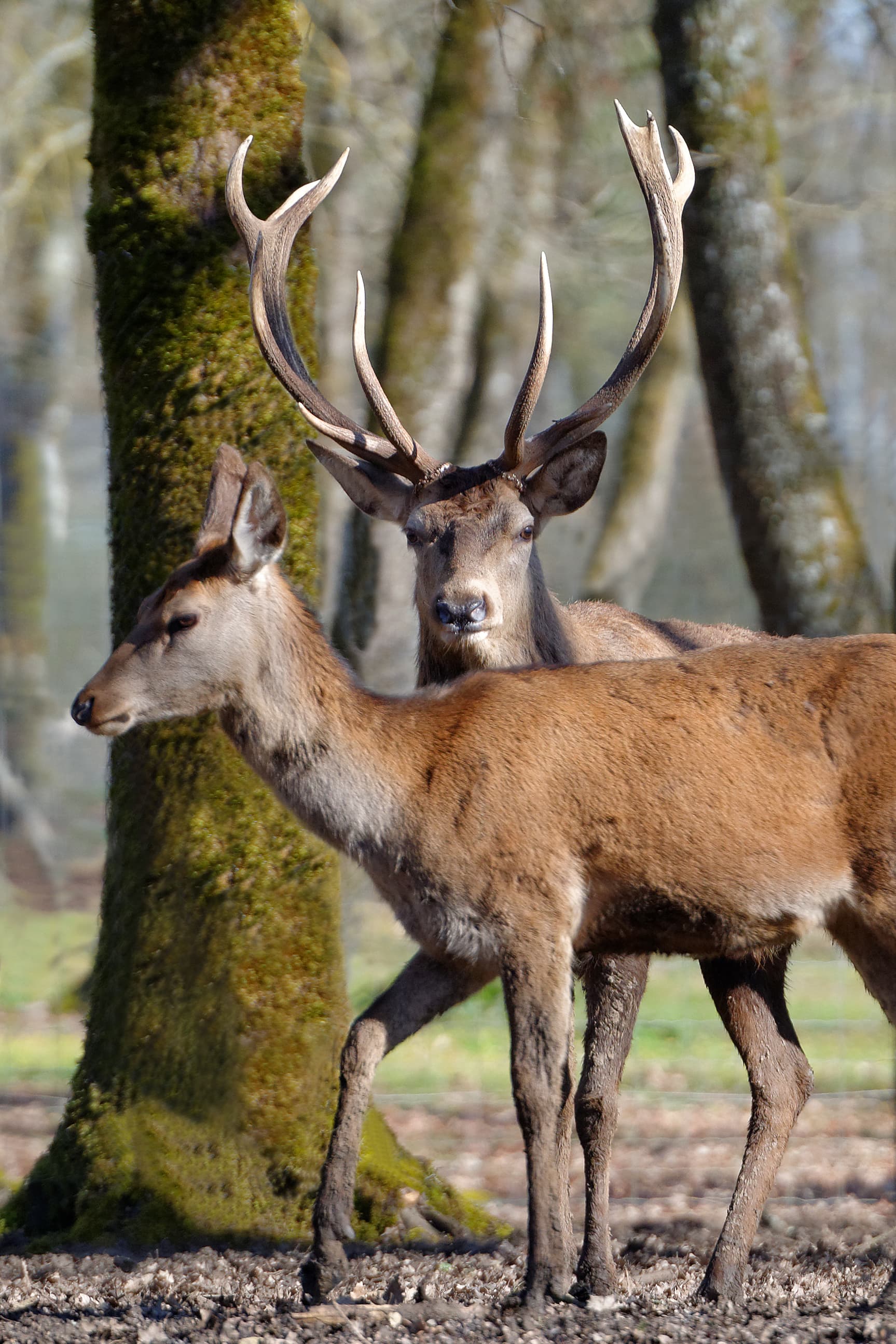 Cerf élaphe, Zoodyssée, parc animalier à Villiers-en-Bois