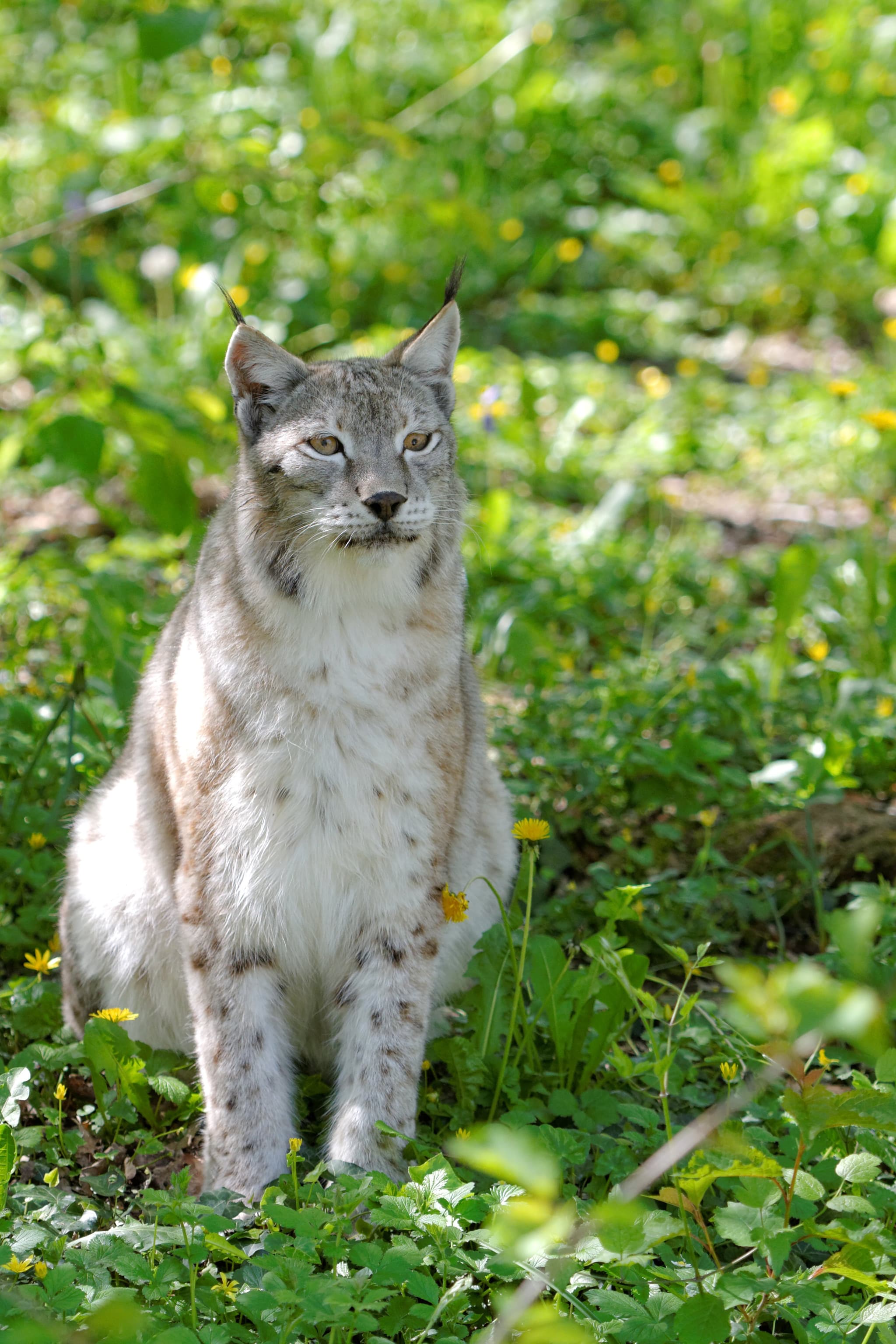 Zoodyssée - Lynx