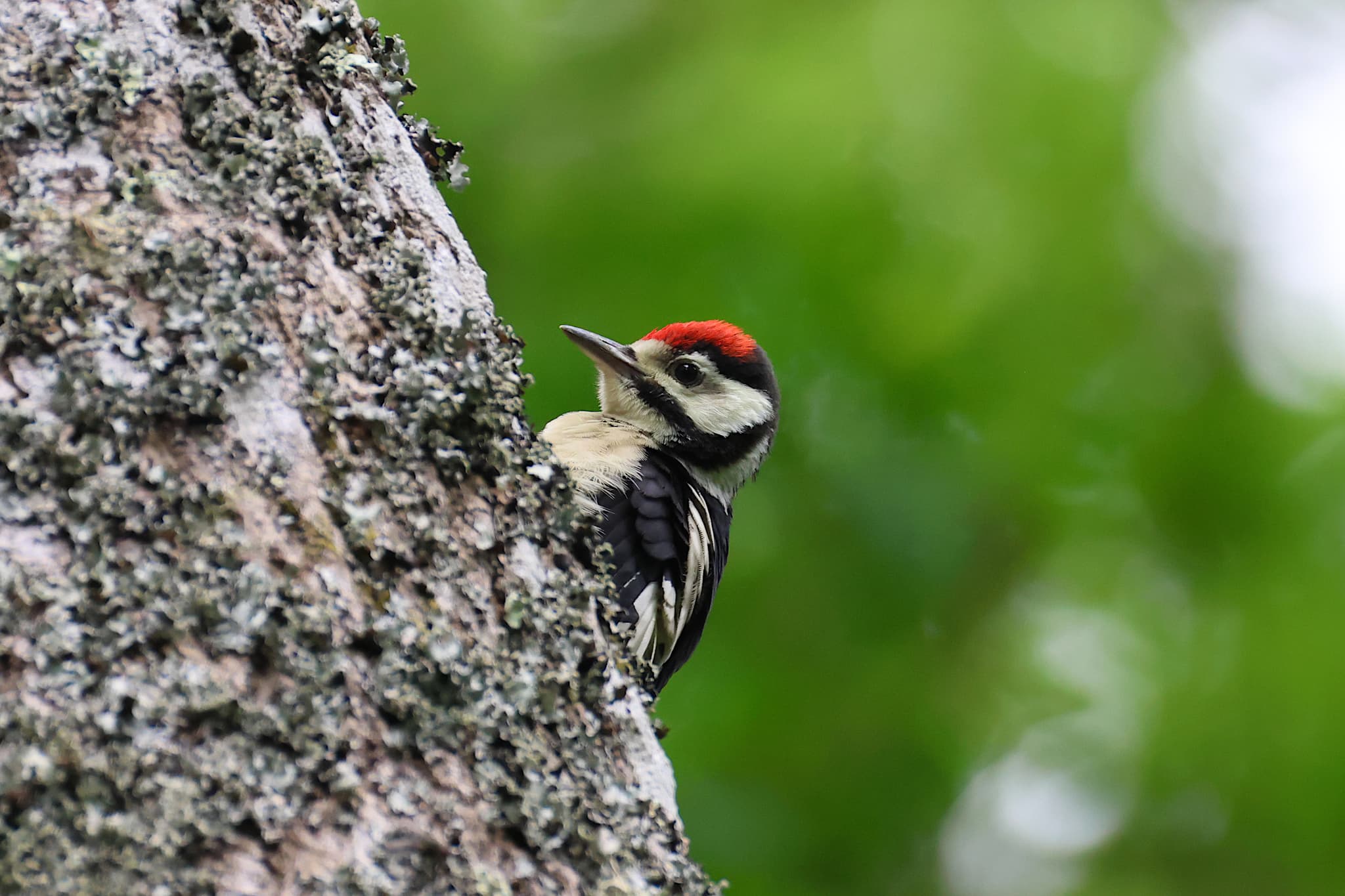 Les Grimpereaux de l’Hermitain - Animations nature / observation faune et flore