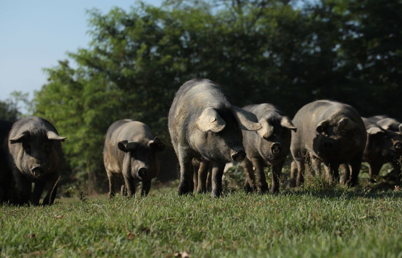 Ferme de Beleslou_Porcs noirs