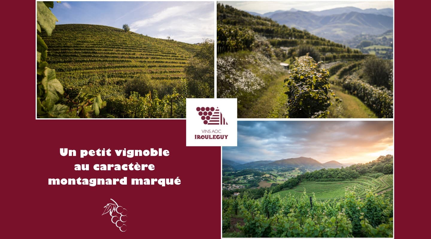 Vignoble