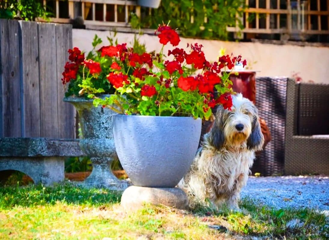 camping-canin-la-soupèze-dournazac