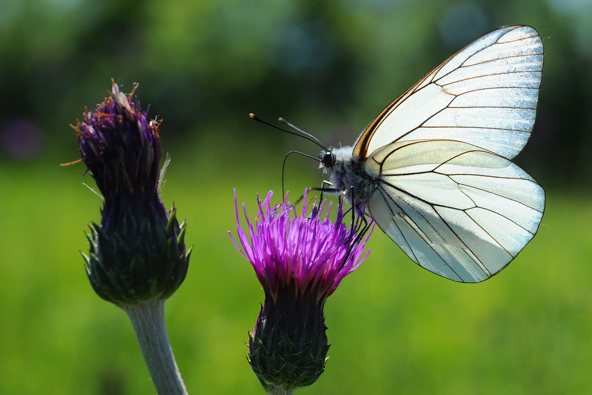 papillon 2474.JPG_2