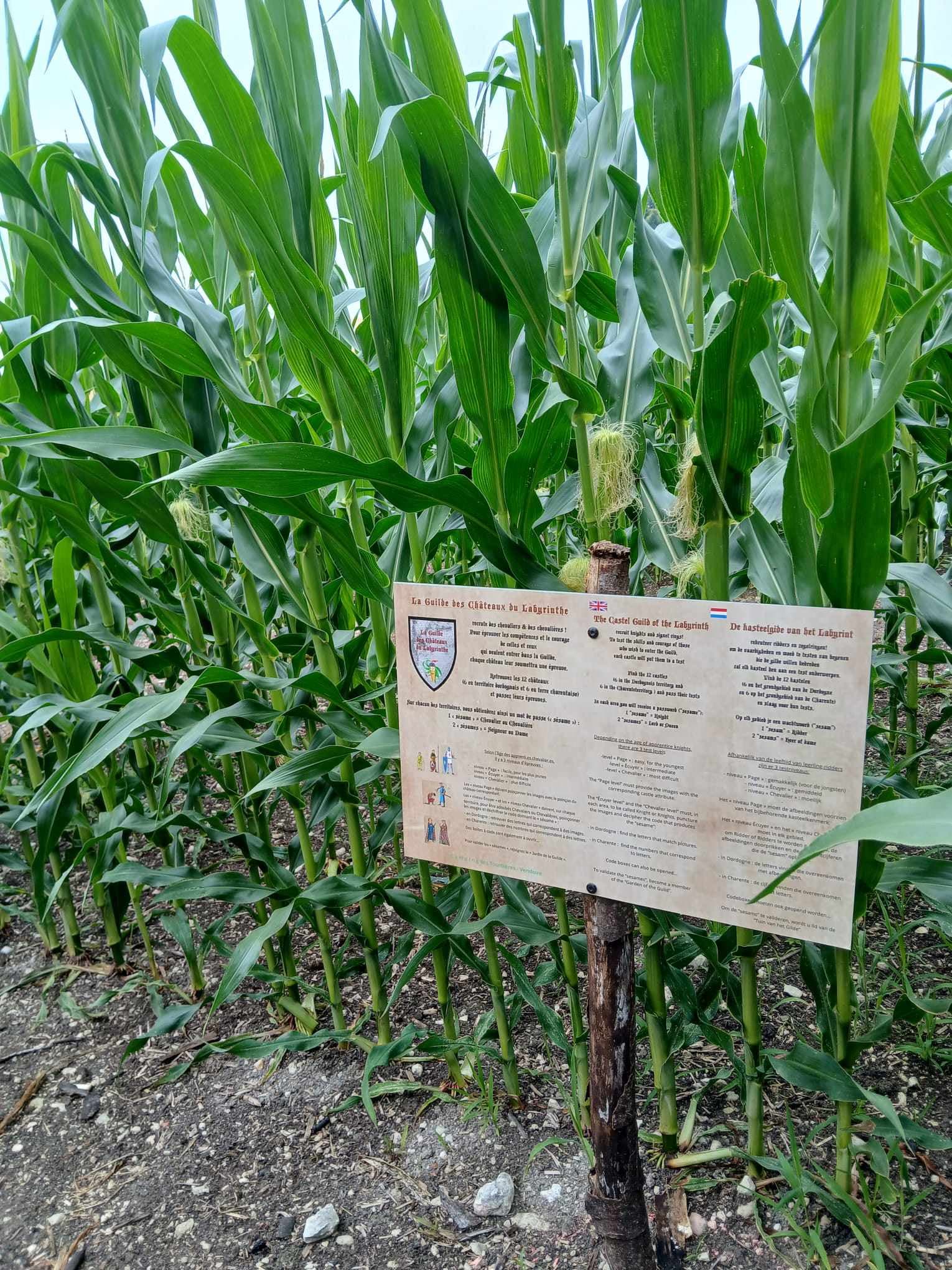 Périgord Inattendu - Labyrinthe de mais à Vendoire