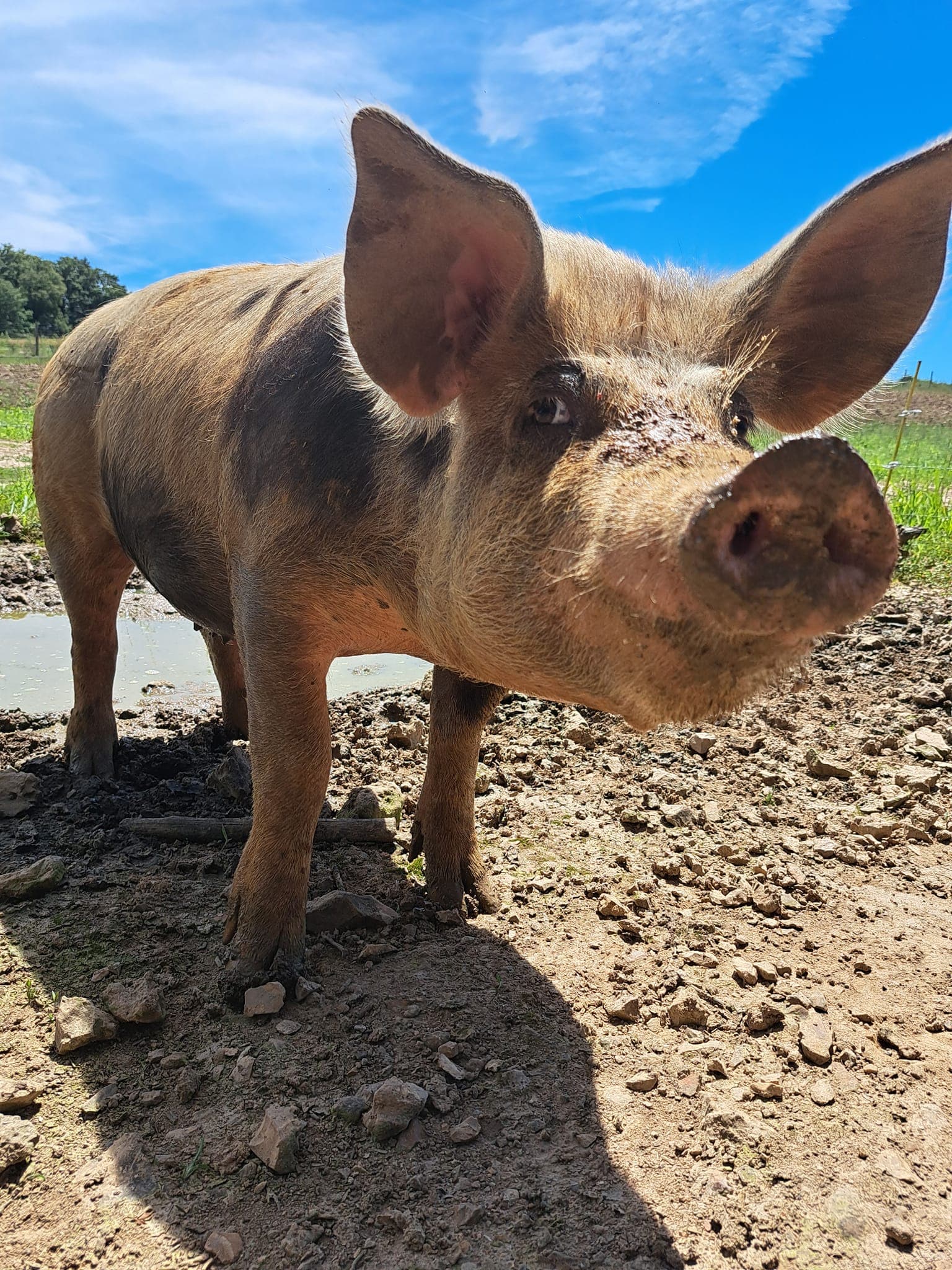 Cochon