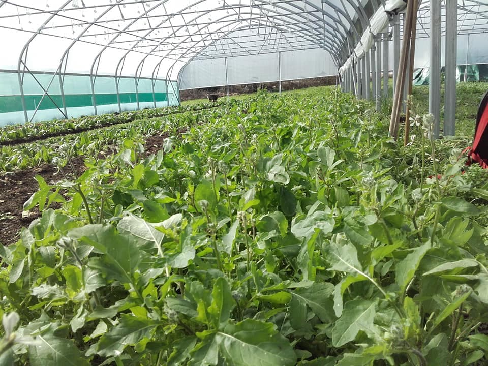 Potager Meyfrenie