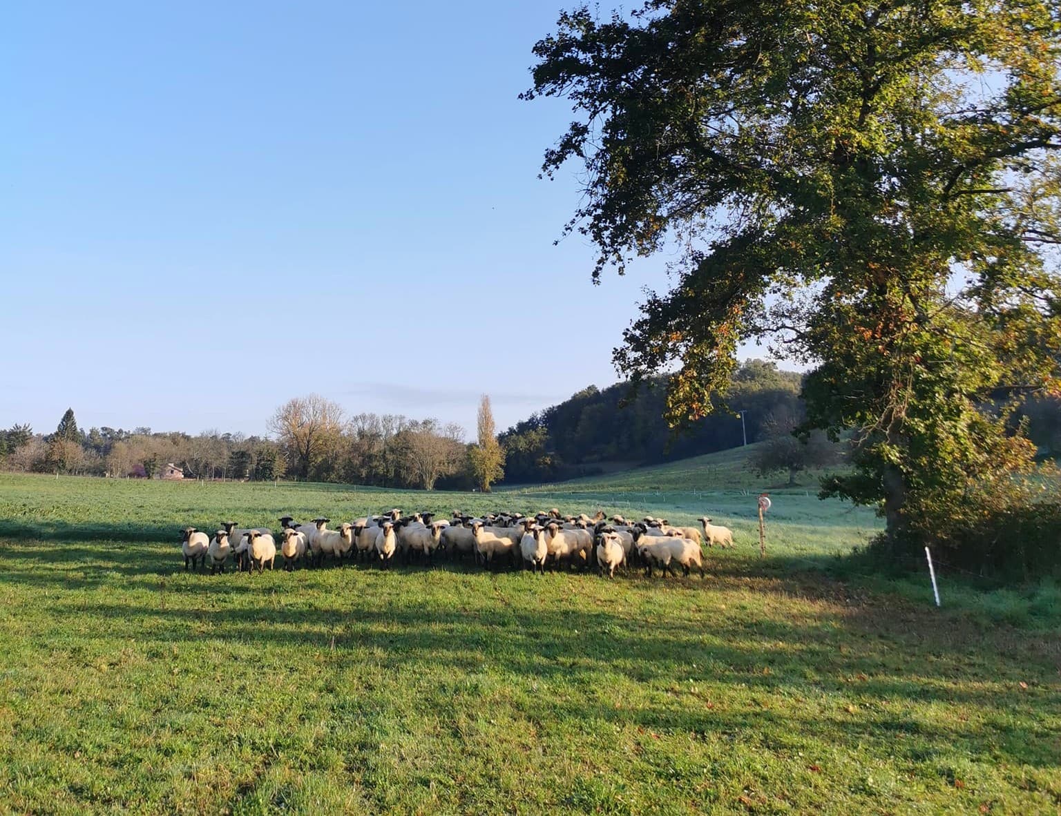 Les Moutons de Fernand