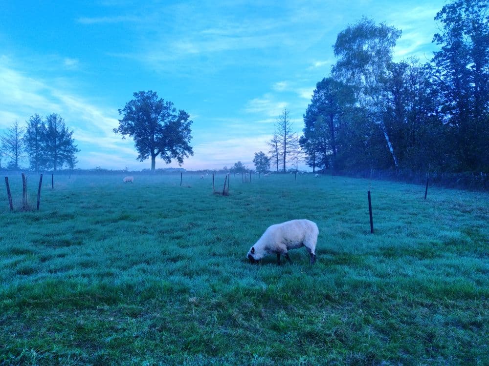 moutons