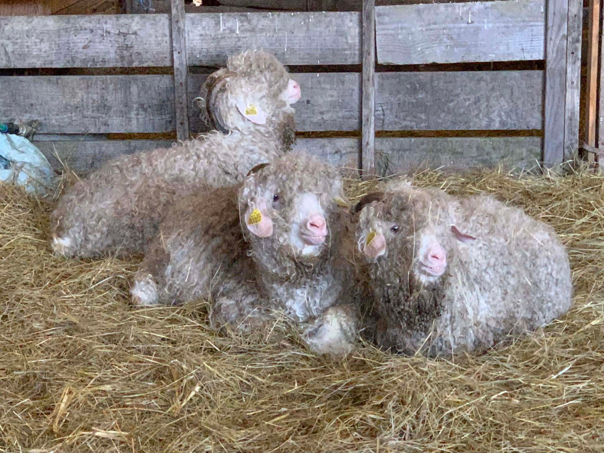 Chèvre angora
