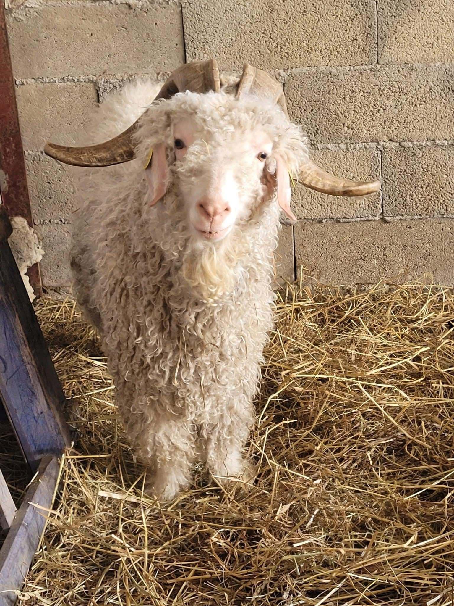 chèvre angora