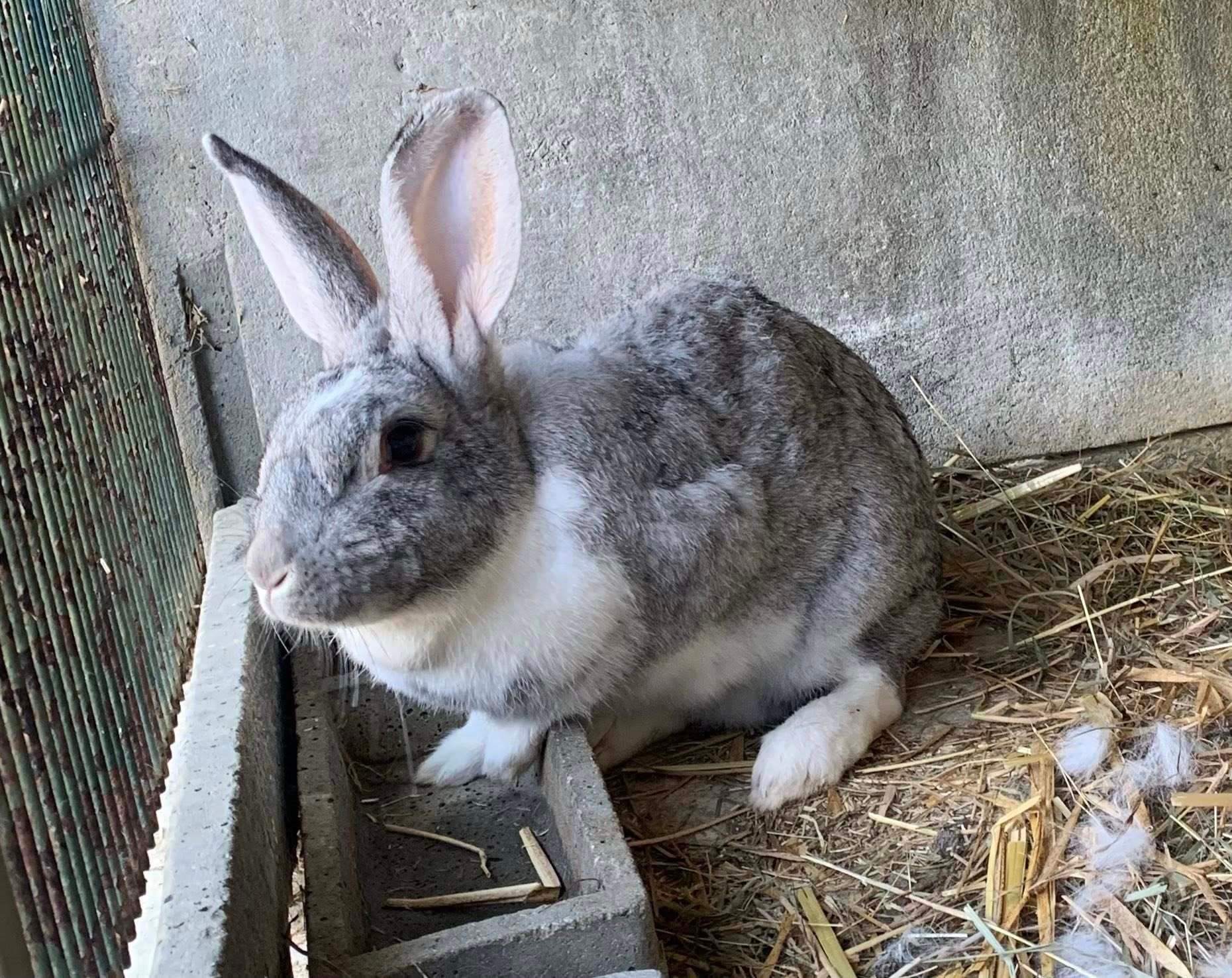 Lapin