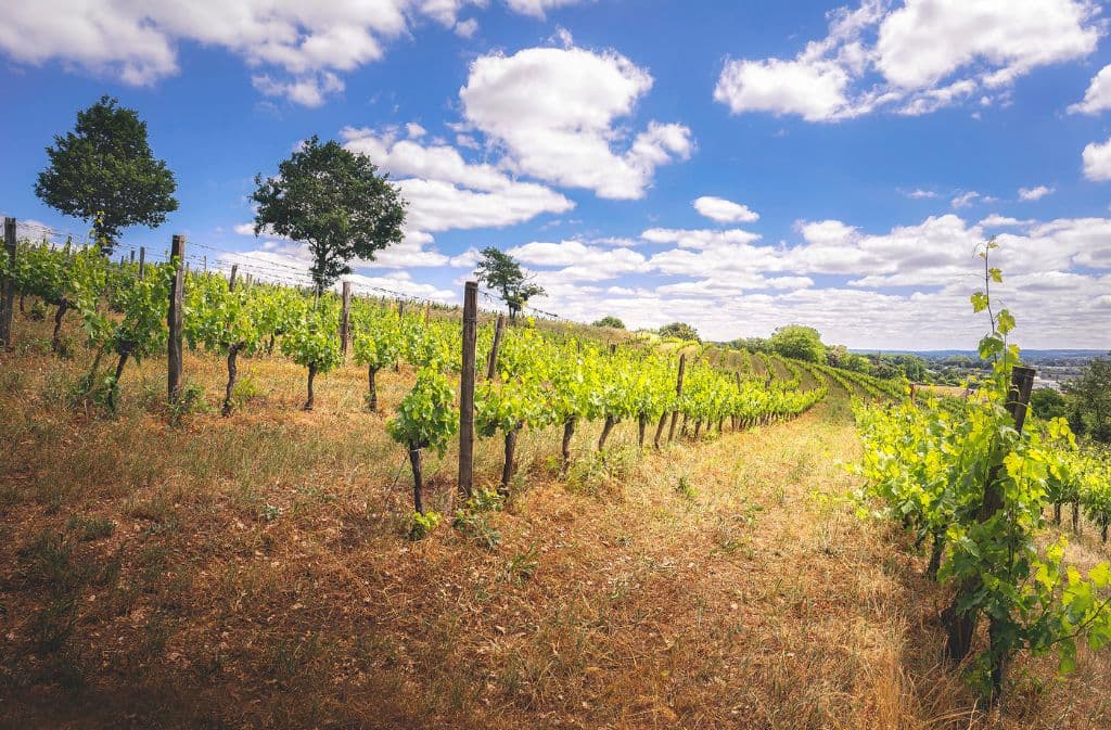 5 - vignoble