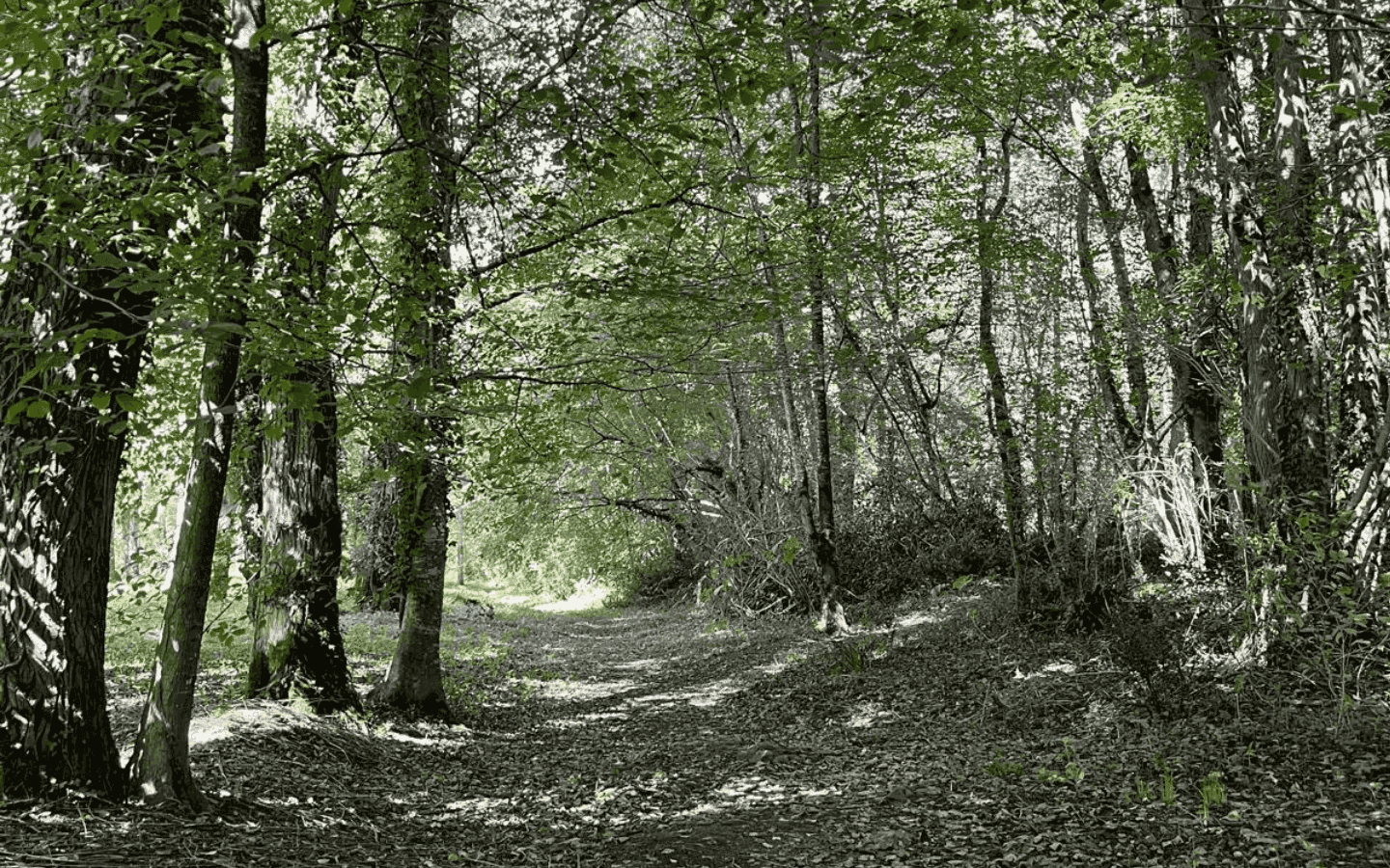 Chasse au trésor de Tardets, foret