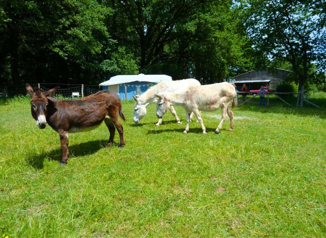 Camping-à-la-ferme-La-Noyeraie