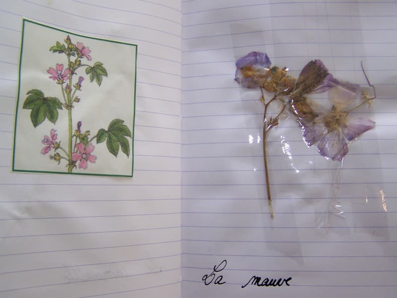 5 herbier