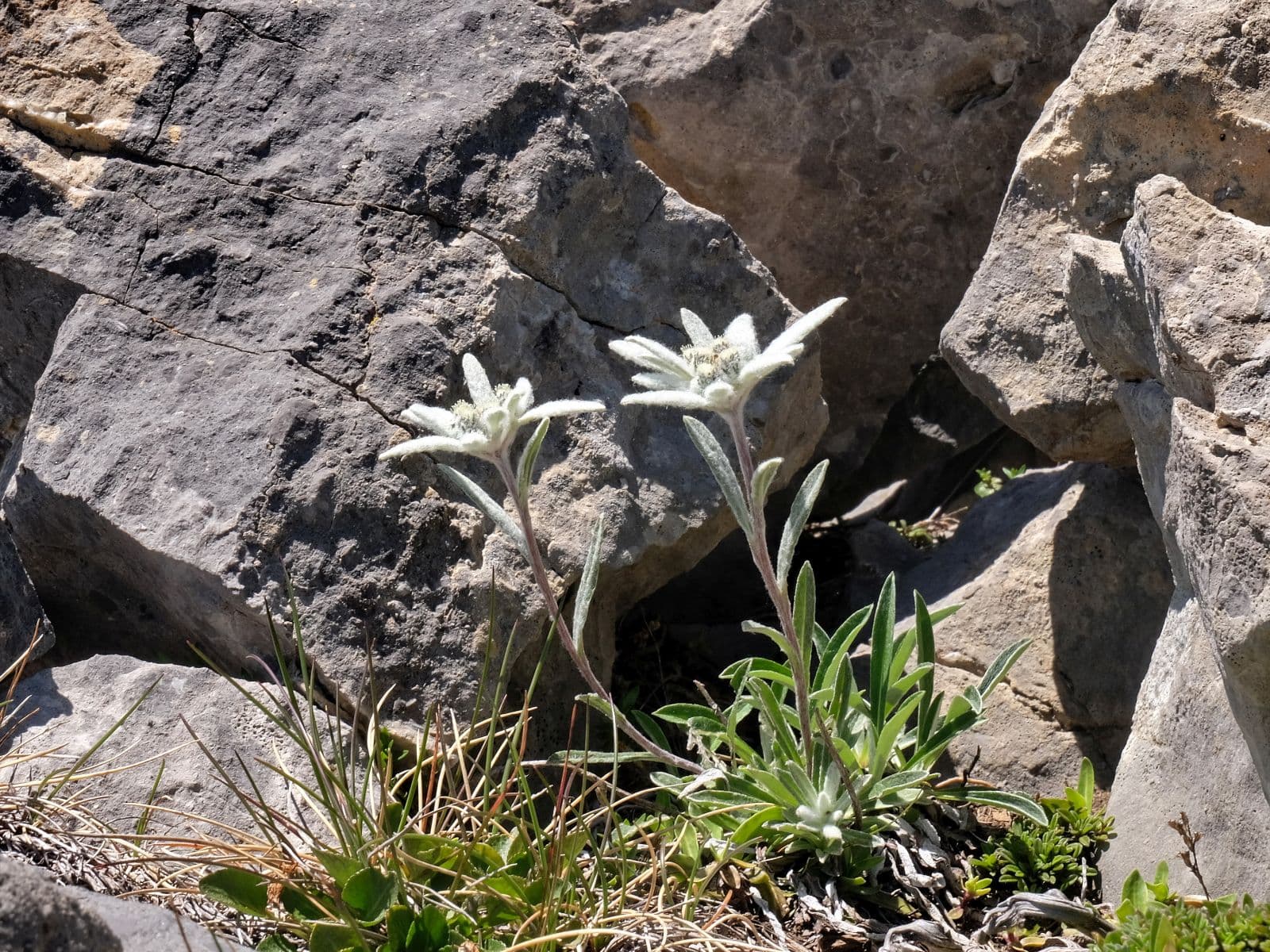 Edelweiss
