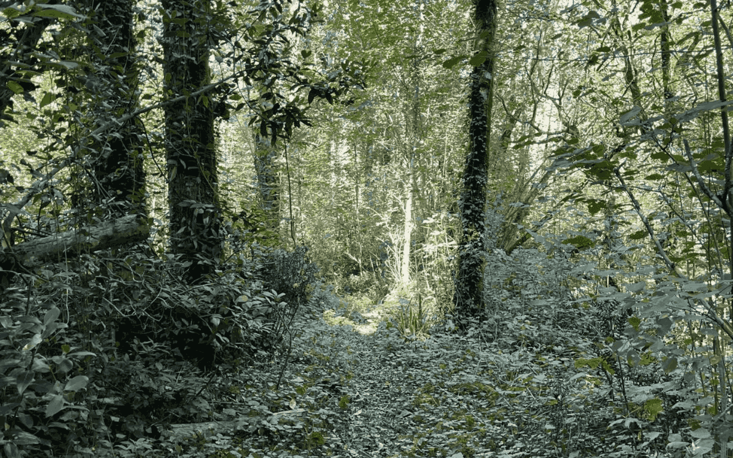 Chasse au trésor de Tardets, foret