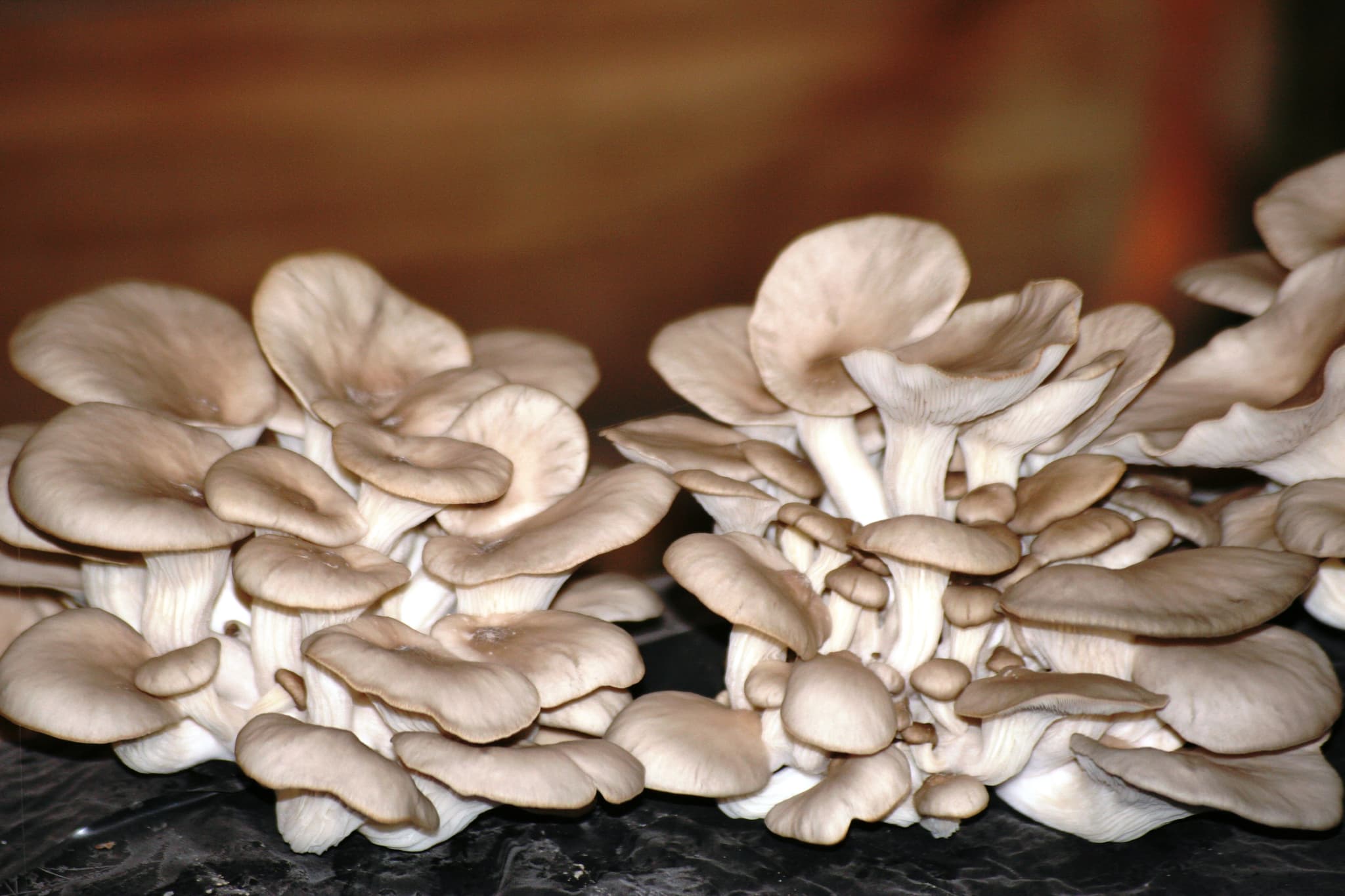 Bouquets Pleurotes.JPG_1