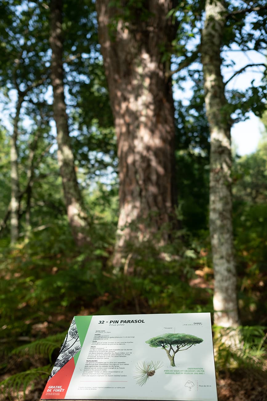 Graine de forêt (16).jpg_17